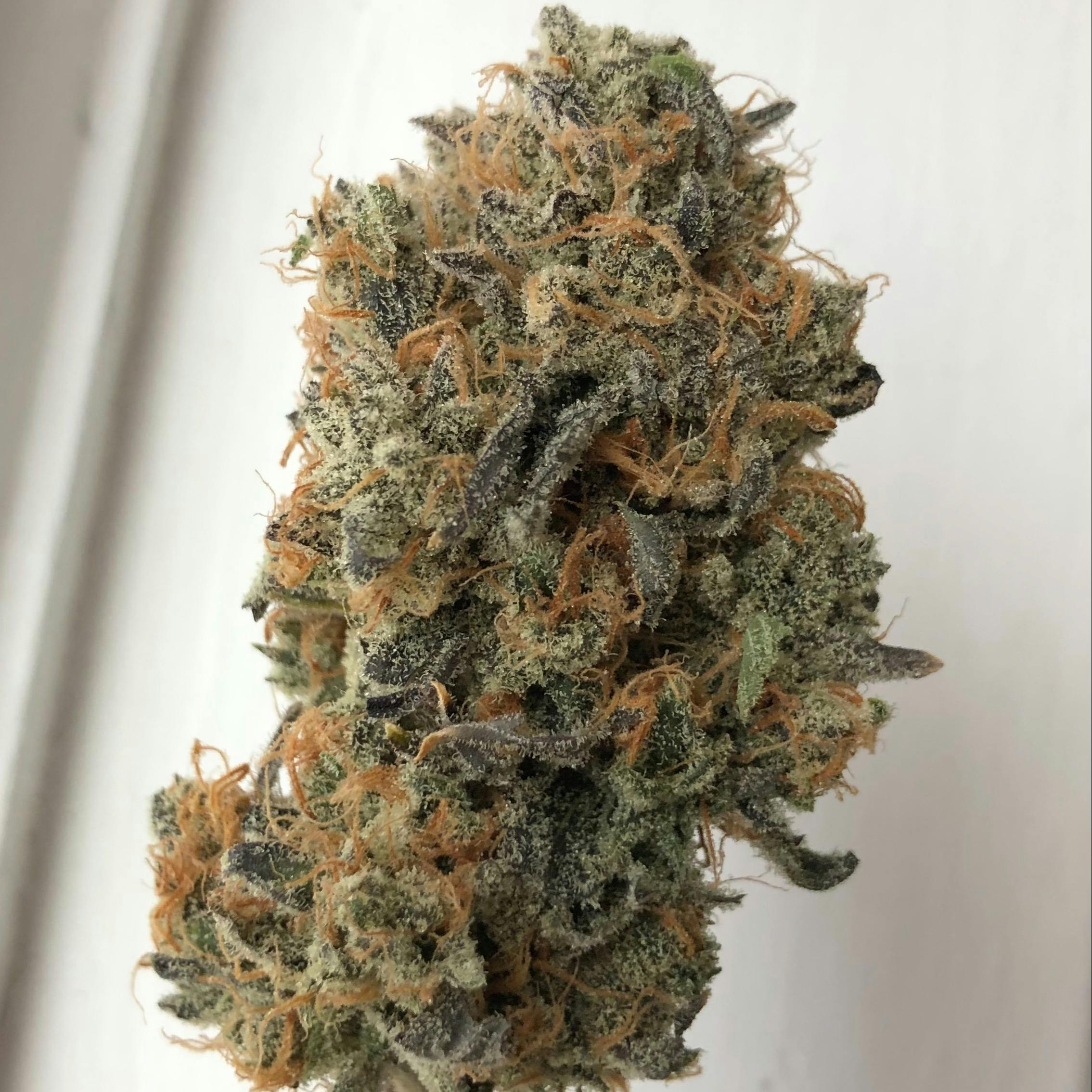 Blueberry Hash Plant